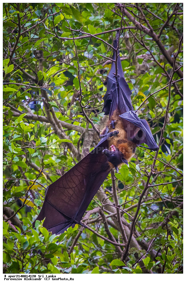 ����������, ������������ ���, ������, �����, ���-�����, ��������������� ���������������� ���������� ���-�����, ������