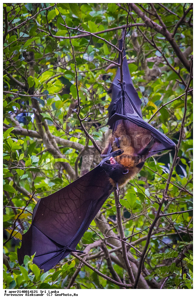 ����������, ������������ ���, ������, �����, ���-�����, ��������������� ���������������� ���������� ���-�����, ������