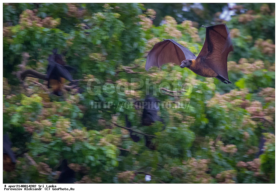 ����������, ������������ ���, ������, �����, ���-�����, ��������������� ���������������� ���������� ���-�����, ������