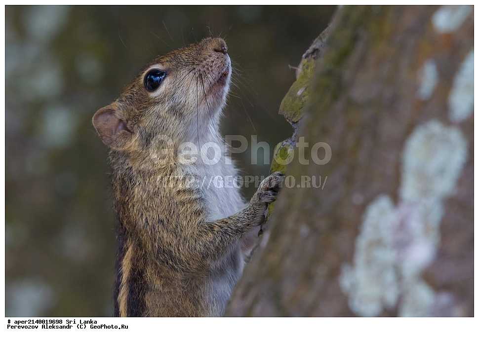 ���������, ���-�����, ��������������� ���������������� ���������� ���-�����, ������, ��������, ��������, �������������, �������������, �����, �����, �������, XYZ, �������, Sciuridae, ��������� �����, Funambulus palmarum
