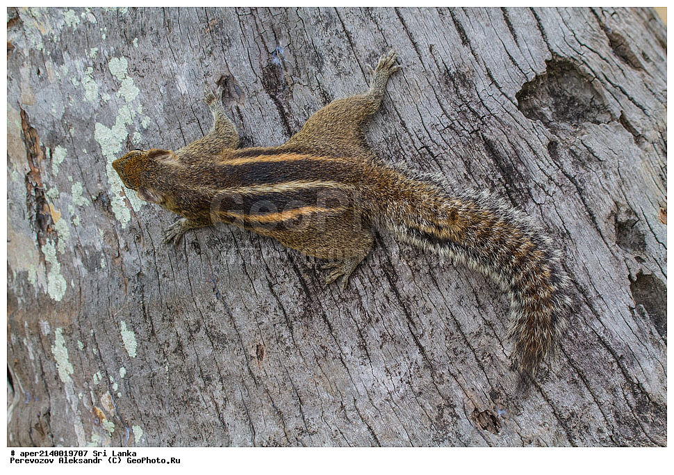 ���������, ���-�����, ��������������� ���������������� ���������� ���-�����, ������, ��������, ��������, �������������, �������������, �����, �����, �������, XYZ, �������, Sciuridae, ��������� �����, Funambulus palmarum
