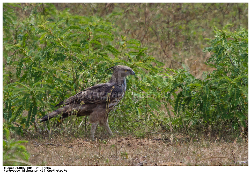 ��������, ��������, �����, �����, ��������, �����������, ������ �����, ������ �����, ����������, Accipitridae, ���-�����, ��������������� ���������������� ���������� ���-�����, ������, XYZ, ���������� ���, ���������� �������� ���, ���������� ����, ���������� �������� ����, Nisaetus cirrhatus, Nisaetus cirrhatus ceylanensis, ���-�����, ��������������� ���������������� ���������� ���-�����, ������, XYZ