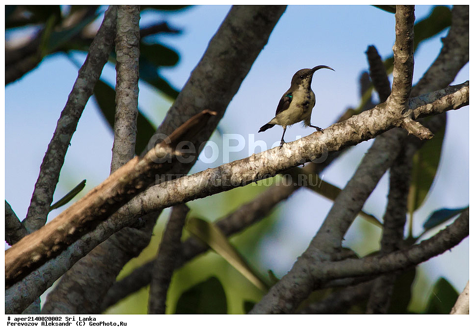 ��������, ��������, �����, �����, ��������, �����������, �������������, Nectariniidae, ���-�����, ��������������� ���������������� ���������� ���-�����, ������, XYZ, ������������� ����������, Cinnyris lotenius