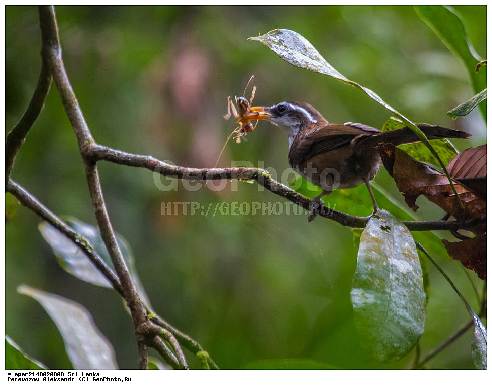 ��������, ��������, �����, �����, ��������, �����������, ����������, ����������, Timaliidae, ���-���������� ����������� �������, Pomatorhinus melanurus, XYZ