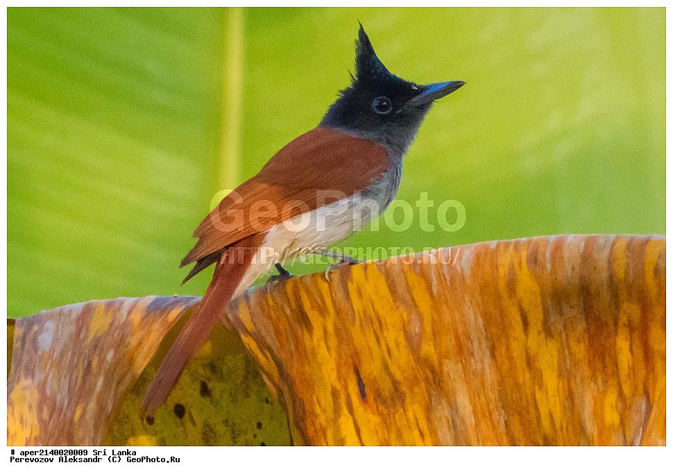 ��������, ��������, �����, �����, ��������, �����������, �������, ����������, ��������������� ���������� ���������, Monarchidae, ������������, Muscicapidae, ������� ���������, ��������� ������� ���������, Terpsiphone paradisi, XYZ