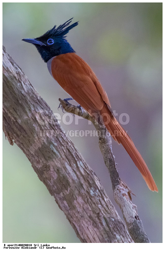 ��������, ��������, �����, �����, ��������, �����������, �������, ����������, ��������������� ���������� ���������, Monarchidae, ������������, Muscicapidae, ������� ���������, ��������� ������� ���������, Terpsiphone paradisi, XYZ