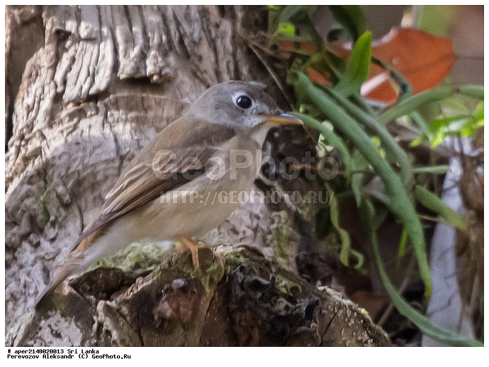 ��������, ��������, �����, �����, ��������, �����������, ������������, Muscicapidae, ��������� ���������, ���������� ���������, ����������� ���������, Muscicapa muttui, XYZ