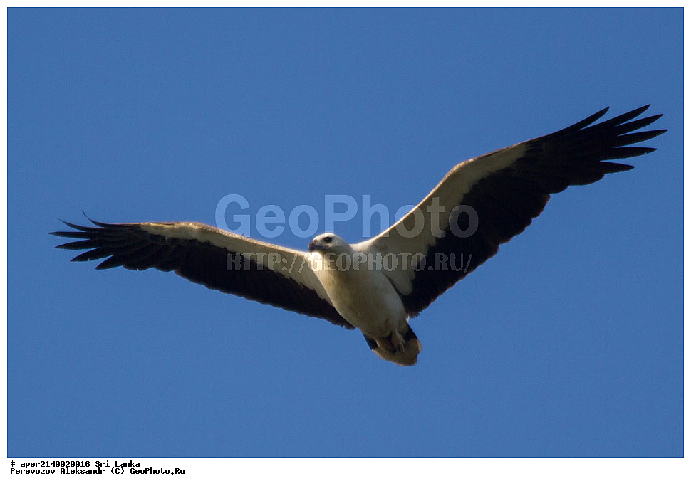 ��������, ��������, �����, �����, ��������, �����������, ������ �����, ������ �����, ����������, Accipitridae, ���-�����, ��������������� ���������������� ���������� ���-�����, ������, XYZ, ���������� �����, Haliaeetus leucogaster, ���-�����, ��������������� ���������������� ���������� ���-�����, ������, XYZ