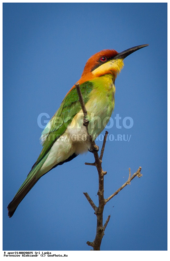 ��������, ��������, �����, �����, ��������, �����������, ��������, Meropidae, ����������� �����, Merops leschenaulti, XYZ