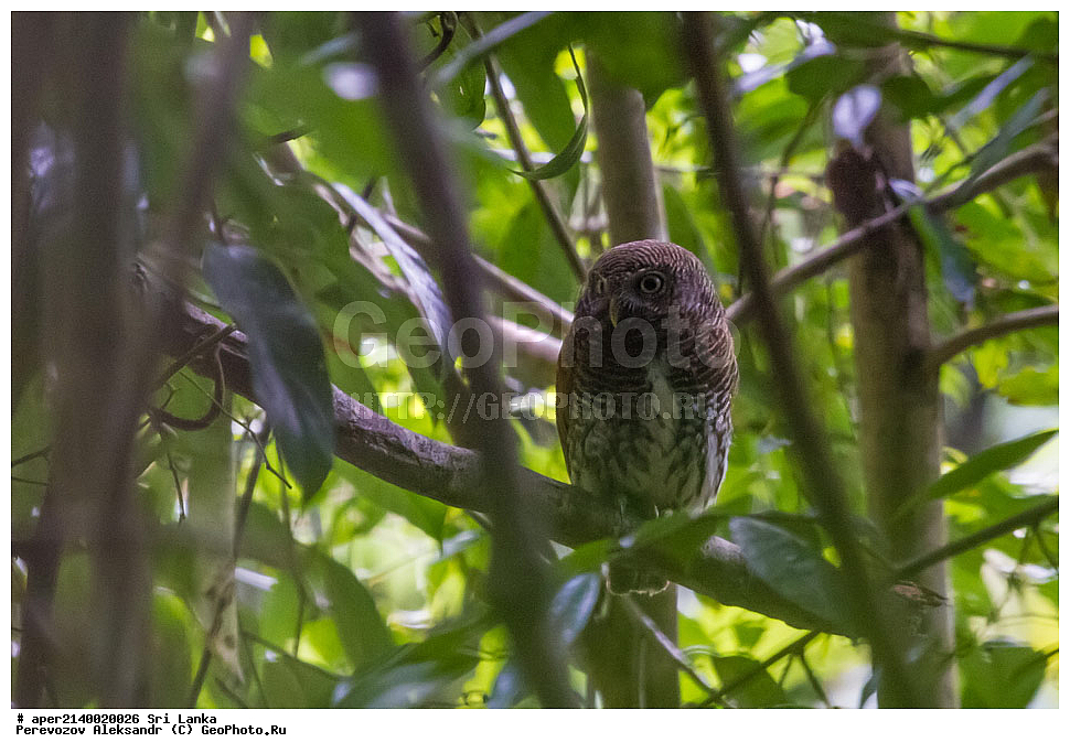 ��������, ��������, �����, �����, ��������, �����������, ������ �����, ������ �����, �������, ��������� ����, Strigidae, ���-�����, ��������������� ���������������� ���������� ���-�����, ������, XYZ, ����������� �����, ����������� ���������� ���, Glaucidium castanotum, ���-�����, ��������������� ���������������� ���������� ���-�����, ������, XYZ