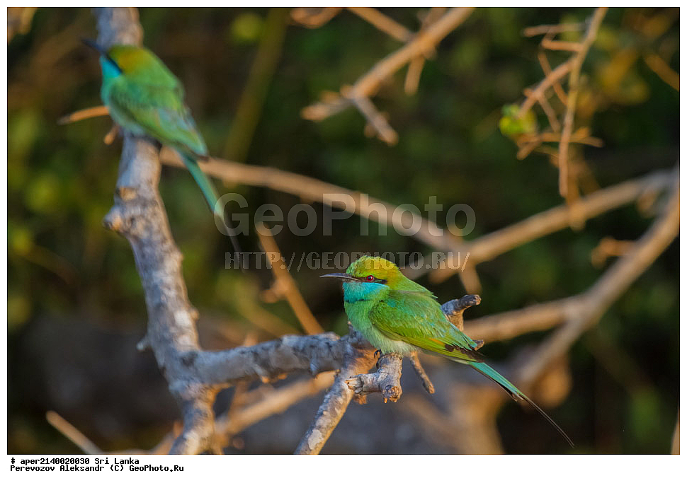 ��������, ��������, �����, �����, ��������, �����������, ��������, Meropidae, ����� ������ �����, ����� ������� �����, Merops orientalis, XYZ