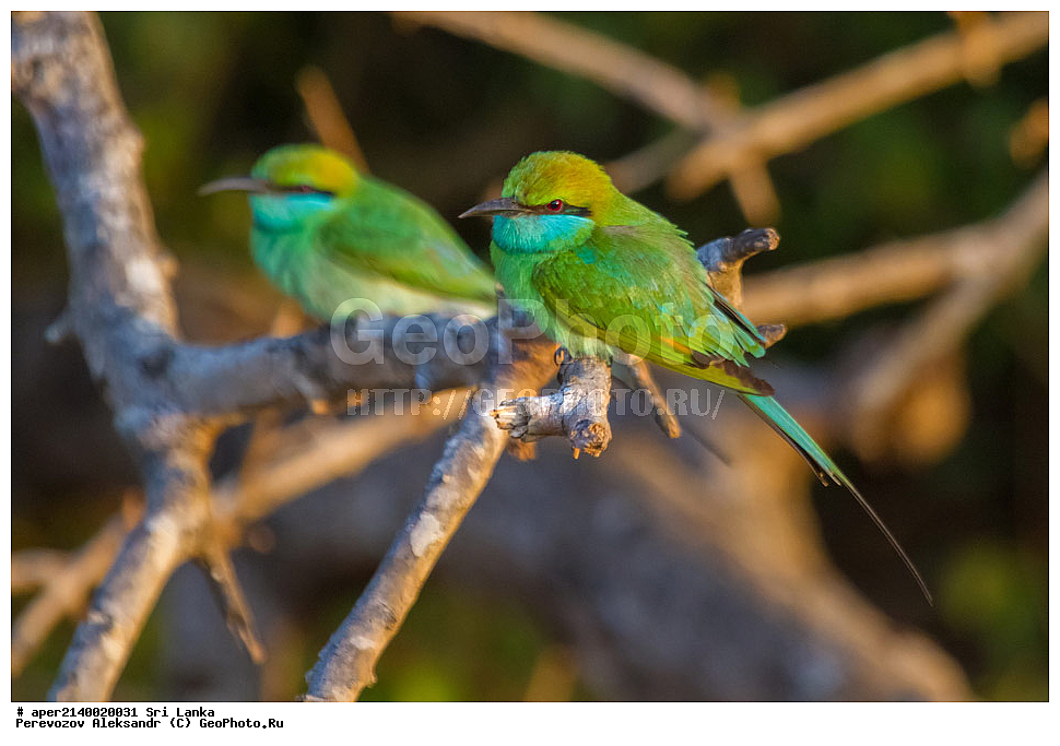 ��������, ��������, �����, �����, ��������, �����������, ��������, Meropidae, ����� ������ �����, ����� ������� �����, Merops orientalis, XYZ