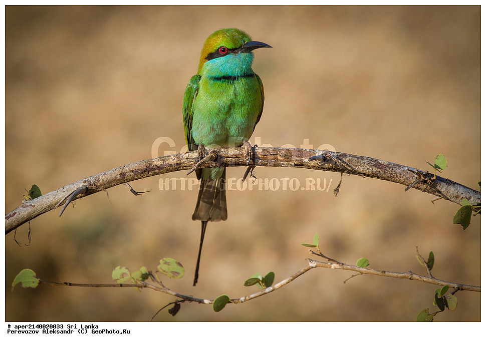 ��������, ��������, �����, �����, ��������, �����������, ��������, Meropidae, ����� ������ �����, ����� ������� �����, Merops orientalis, XYZ
