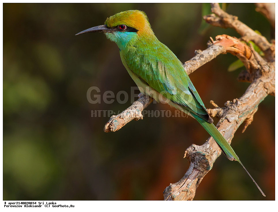 ��������, ��������, �����, �����, ��������, �����������, ��������, Meropidae, ����� ������ �����, ����� ������� �����, Merops orientalis, XYZ
