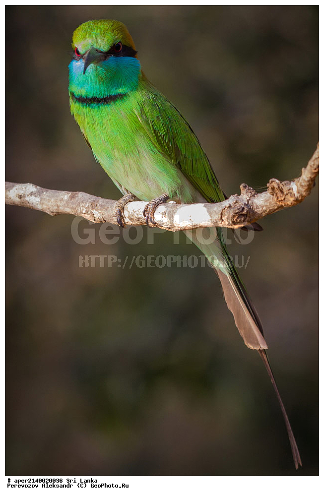 ��������, ��������, �����, �����, ��������, �����������, ��������, Meropidae, ����� ������ �����, ����� ������� �����, Merops orientalis, XYZ