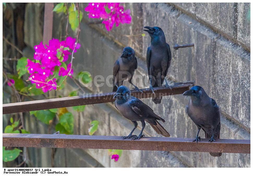 ��������, ��������, �����, �����, ��������, ����������� ��������, ���������, Corvidae, ��������� �����, ��������� ������� ������, Corvus splendens, xyz