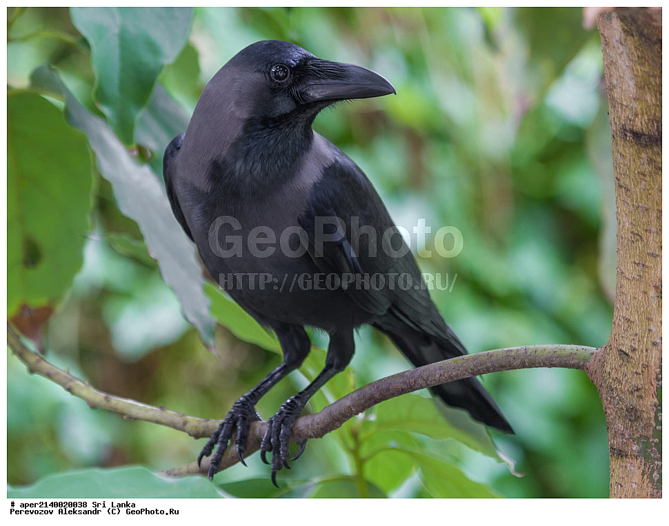 ��������, ��������, �����, �����, ��������, ����������� ��������, ���������, Corvidae, ��������� �����, ��������� ������� ������, Corvus splendens, xyz