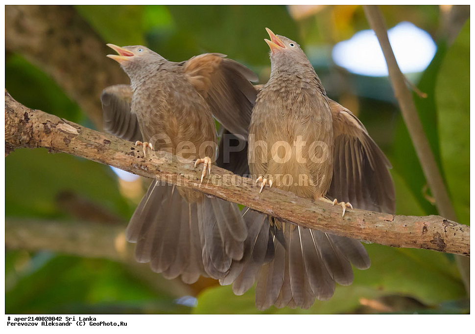  ��������, ��������, �����, �����, ��������, �����������, ����������, ����������, Timaliidae, ����������� ��������� �������, Turdoides affinis, Turdoides affinis taprobanus, XYZ