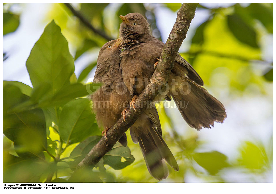  ��������, ��������, �����, �����, ��������, �����������, ����������, ����������, Timaliidae, ����������� ��������� �������, Turdoides affinis, Turdoides affinis taprobanus, XYZ