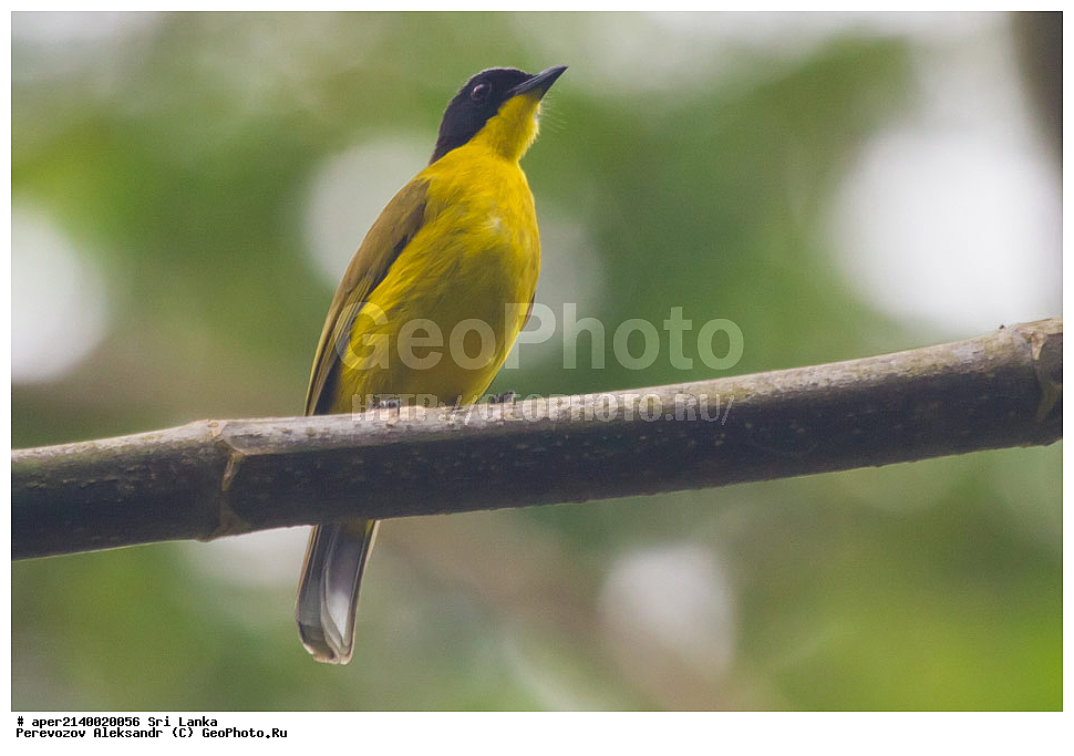 ��������, ��������, �����, �����, ��������, �����������, �����������, ������������ ������, Pycnonotidae, ������������ ��������, ������������ ��������� ��������, ����������� ��������, Pycnonotus melanicterus, XYZ