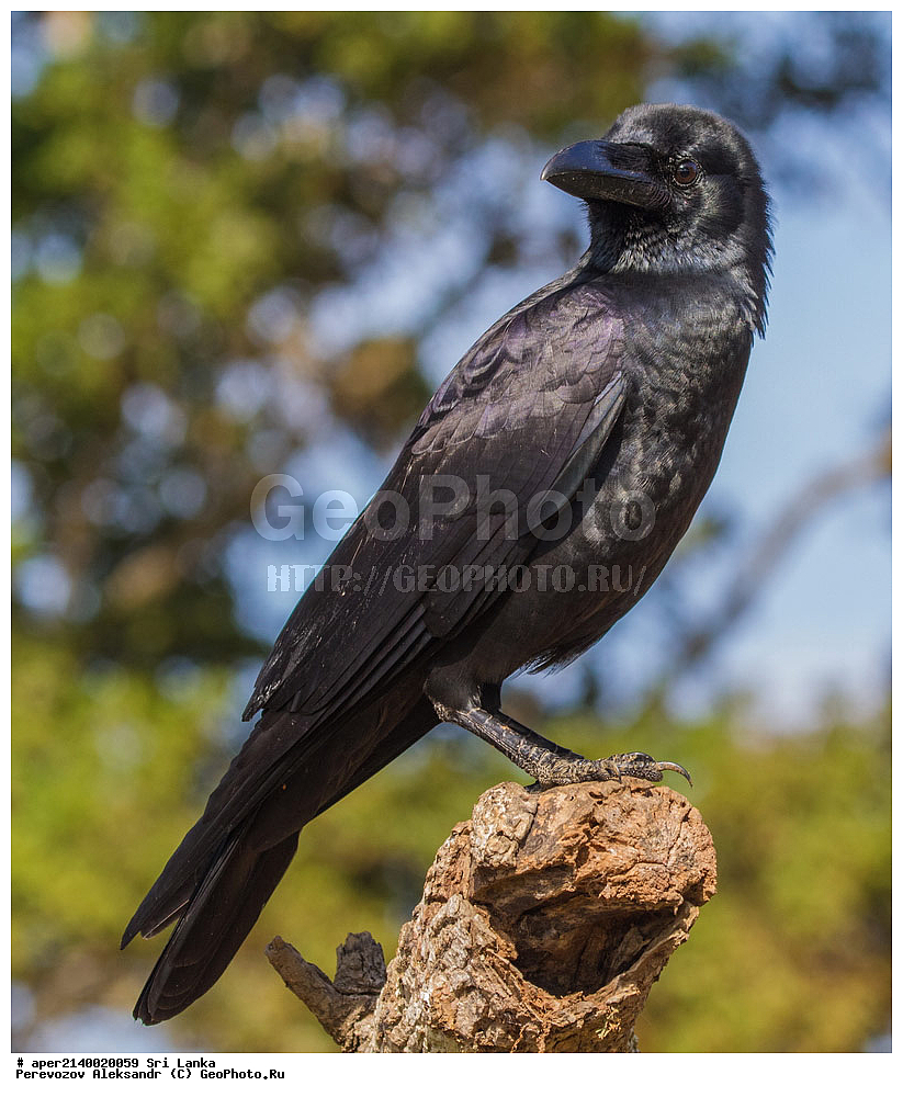 ��������, ��������, �����, �����, ��������, ����������� ��������, ���������, Corvidae, ���-�����, ��������������� ���������������� ���������� ���-�����, ������, XYZ, ��������� ����������� ������, Corvus culminatus, Corvus macrorhynchos culminatus
