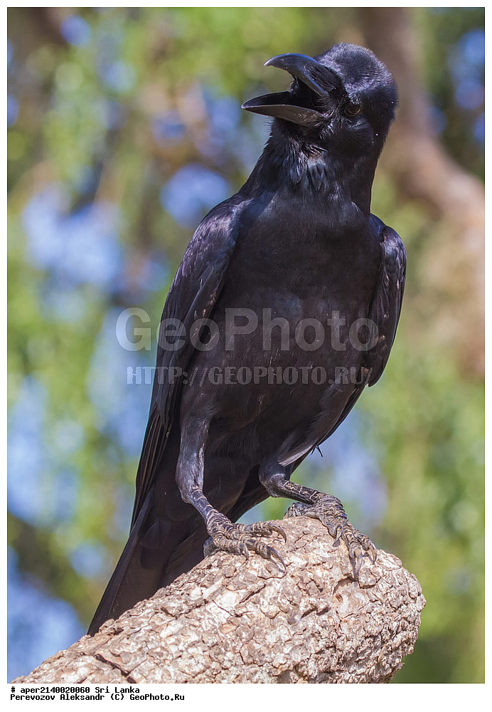 ��������, ��������, �����, �����, ��������, ����������� ��������, ���������, Corvidae, ���-�����, ��������������� ���������������� ���������� ���-�����, ������, XYZ, ��������� ����������� ������, Corvus culminatus, Corvus macrorhynchos culminatus