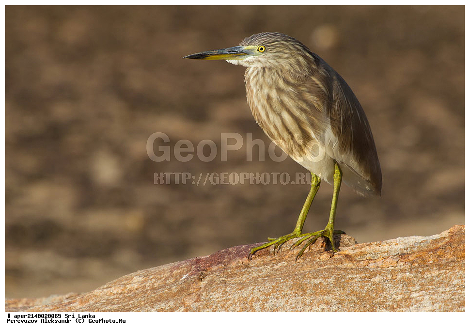 ��������, ��������, �����, �����, ��������, �����������, ��������, Ardeidae, ���-�����, ��������������� ���������������� ���������� ���-�����, ������, XYZ, ��������� ����� �����, ��������� ������ �����, Ardeola grayii