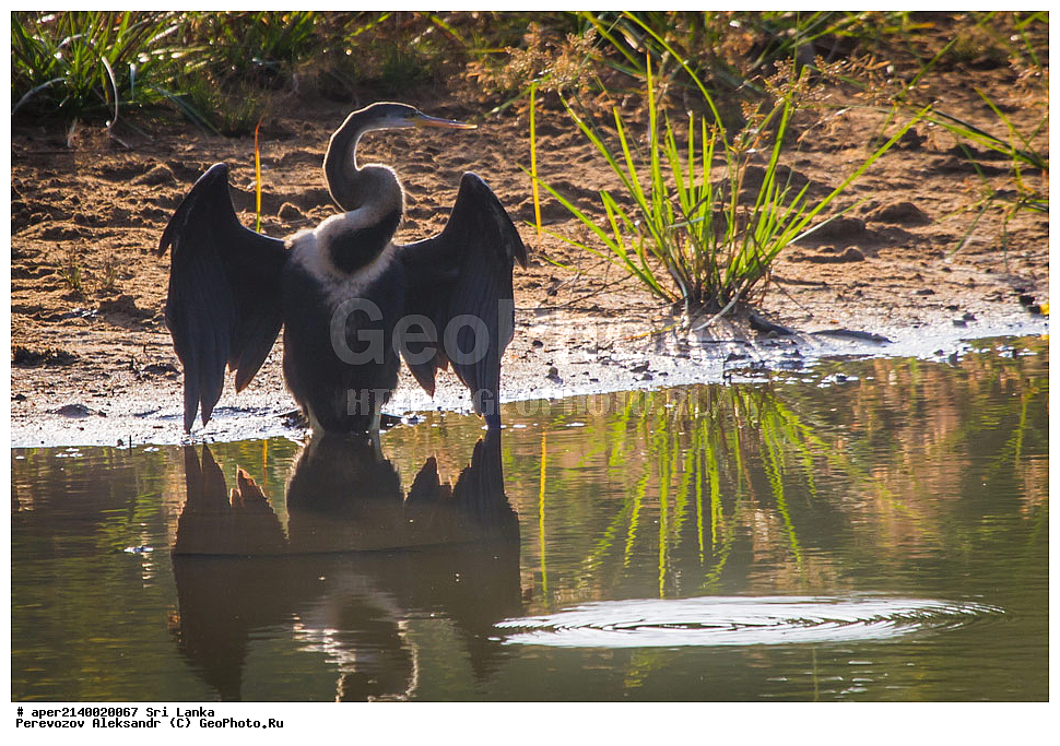 ��������, ��������, �����, �����, ��������, �����������, ������� �����, ������� �����, ������������, Anhingidae, ���-�����, ��������������� ���������������� ���������� ���-�����, ������, XYZ, ��������� ���������, Anhinga melanogaster