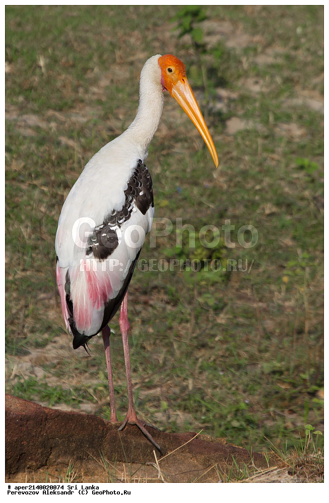 ��������, ��������, �����, �����, ��������, �����������, ��������, Ciconiidae, ���-�����, ��������������� ���������������� ���������� ���-�����, ������, XYZ, ��������� ������, Mycteria leucocephala