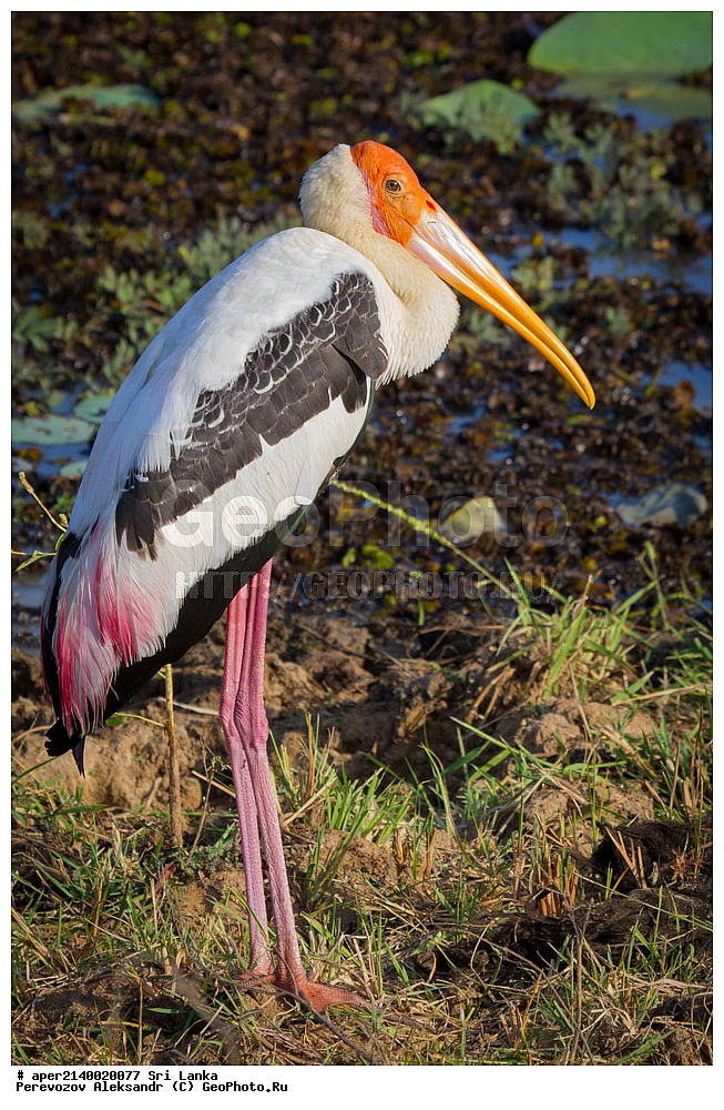 ��������, ��������, �����, �����, ��������, �����������, ��������, Ciconiidae, ���-�����, ��������������� ���������������� ���������� ���-�����, ������, XYZ, ��������� ������, Mycteria leucocephala