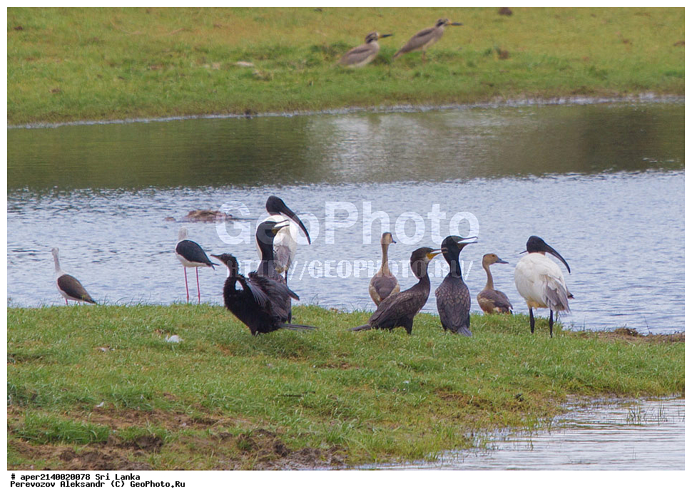 ��������, ��������, �����, �����, ��������, �����������, ���-�����, ��������������� ���������������� ���������� ���-�����, ������, XYZ