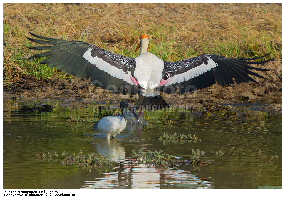 ��������, ��������, �����, �����, ��������, �����������, ��������, Ciconiidae, ���-�����, ��������������� ���������������� ���������� ���-�����, ������, XYZ, ��������� ������, Mycteria leucocephala
