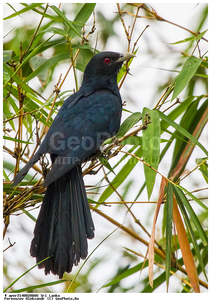  ��������, ��������, �����, �����, ��������, �����������, ����������, Cuculidae, ���-�����, ��������������� ���������������� ���������� ���-�����, ������, XYZ, �����, �����, Eudynamys scolopaceus, Eudynamys scolopacea