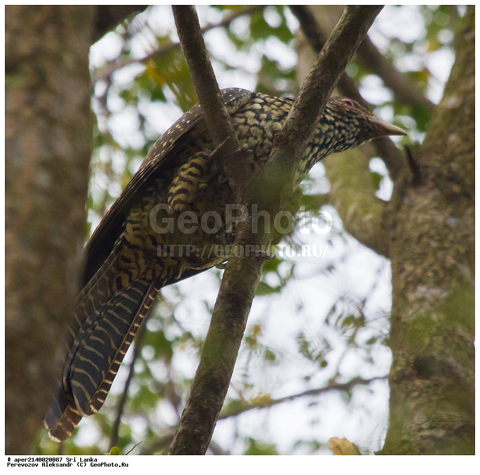  ��������, ��������, �����, �����, ��������, �����������, ����������, Cuculidae, ���-�����, ��������������� ���������������� ���������� ���-�����, ������, XYZ, �����, �����, Eudynamys scolopaceus, Eudynamys scolopacea