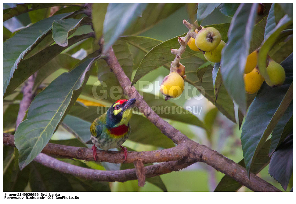 ��������, ��������, �����, �����, ��������, �����������, ��������� �����, ��������������, Megalaimidae, ���-�����, ��������������� ���������������� ���������� ���-�����, ������, XYZ, ������������� ����������, Psilopogon haemacephalus indicus, Megalaima haemacephala