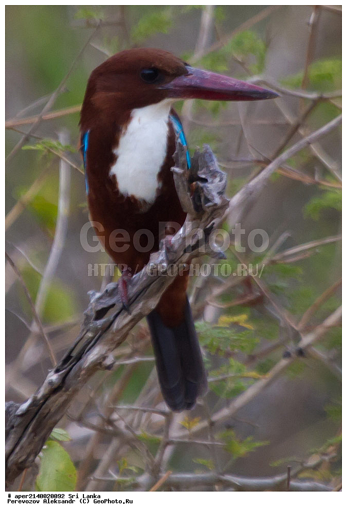 ��������, ��������, �����, �����, ��������, �����������, ������������, Alcedinidae, ���-�����, ��������������� ���������������� ���������� ���-�����, ������, XYZ, ������������ ��������, ����������� ���������, ���������� ���������, Halcyon smyrnensis