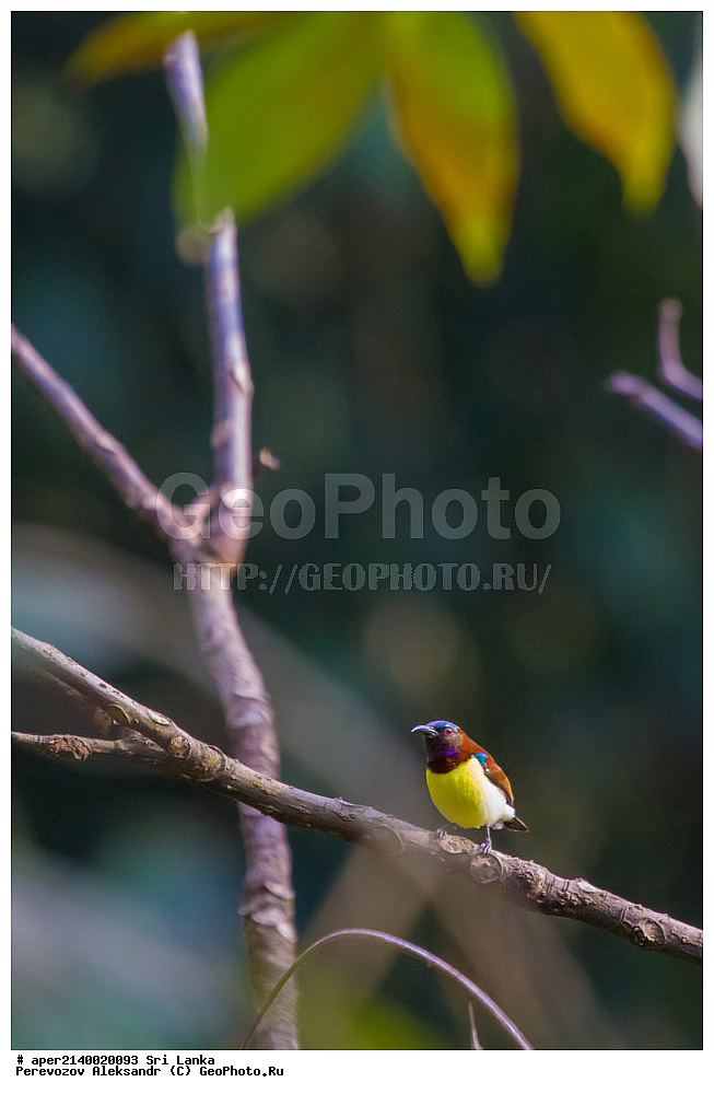 ��������, ��������, �����, �����, ��������, �����������, ������������, Alcedinidae, ���-�����, ��������������� ���������������� ���������� ���-�����, ������, XYZ, �������� ����������