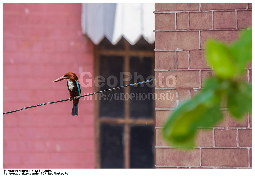 ��������, ��������, �����, �����, ��������, �����������, ������������, Alcedinidae, ���-�����, ��������������� ���������������� ���������� ���-�����, ������, XYZ, ������������ ��������, ����������� ���������, ���������� ���������, Halcyon smyrnensis