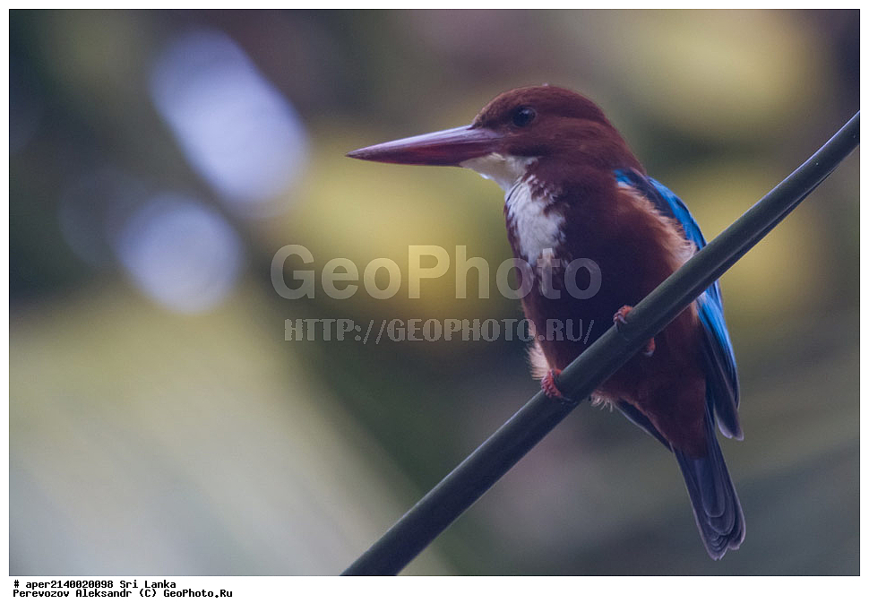 ��������, ��������, �����, �����, ��������, �����������, ������������, Alcedinidae, ���-�����, ��������������� ���������������� ���������� ���-�����, ������, XYZ, ������������ ��������, ����������� ���������, ���������� ���������, Halcyon smyrnensis