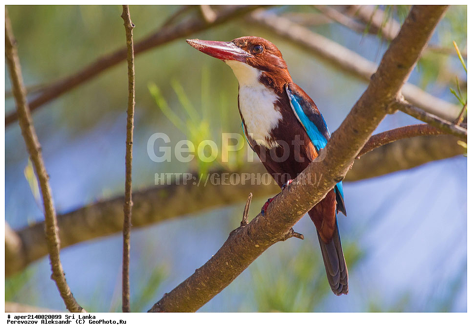 ��������, ��������, �����, �����, ��������, �����������, ������������, Alcedinidae, ���-�����, ��������������� ���������������� ���������� ���-�����, ������, XYZ, ������������ ��������, ����������� ���������, ���������� ���������, Halcyon smyrnensis