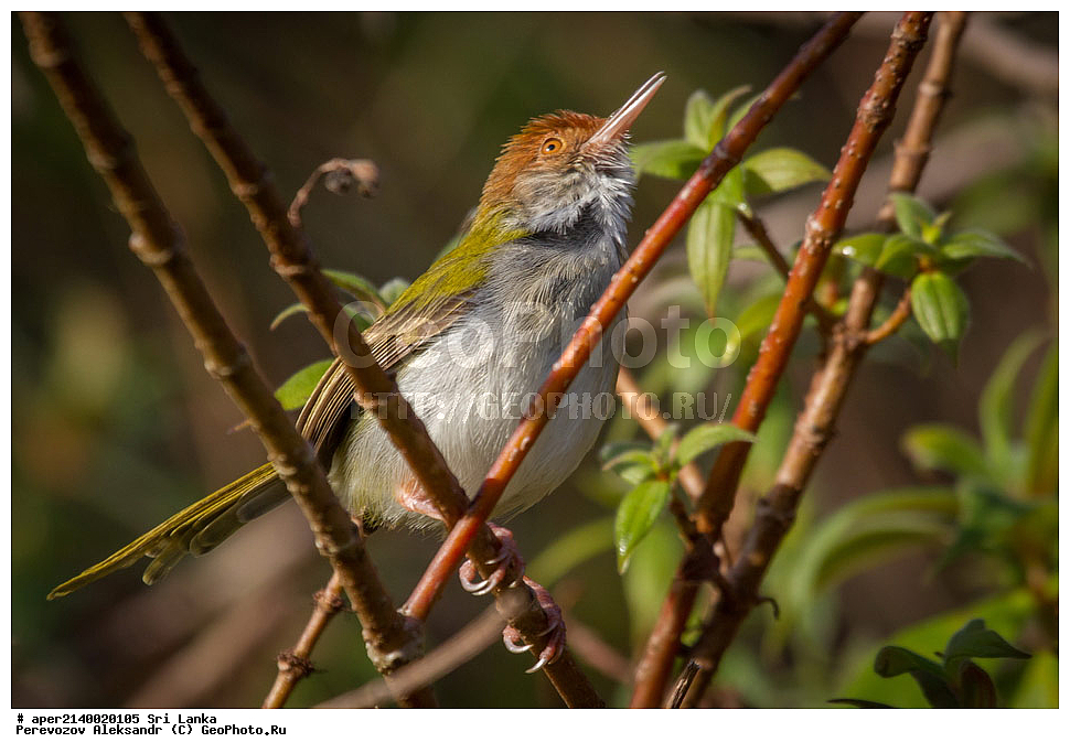 ��������, ��������, �����, �����, ��������, �����������, ������������, ����������� ���������, Cisticolidae, ���������, ������ ������� �����, Sylviidae, ���-�����, ��������������� ���������������� ���������� ���-�����, ������, XYZ, ������-��������, ������������ ������-�������� (Orthotomus sutorius