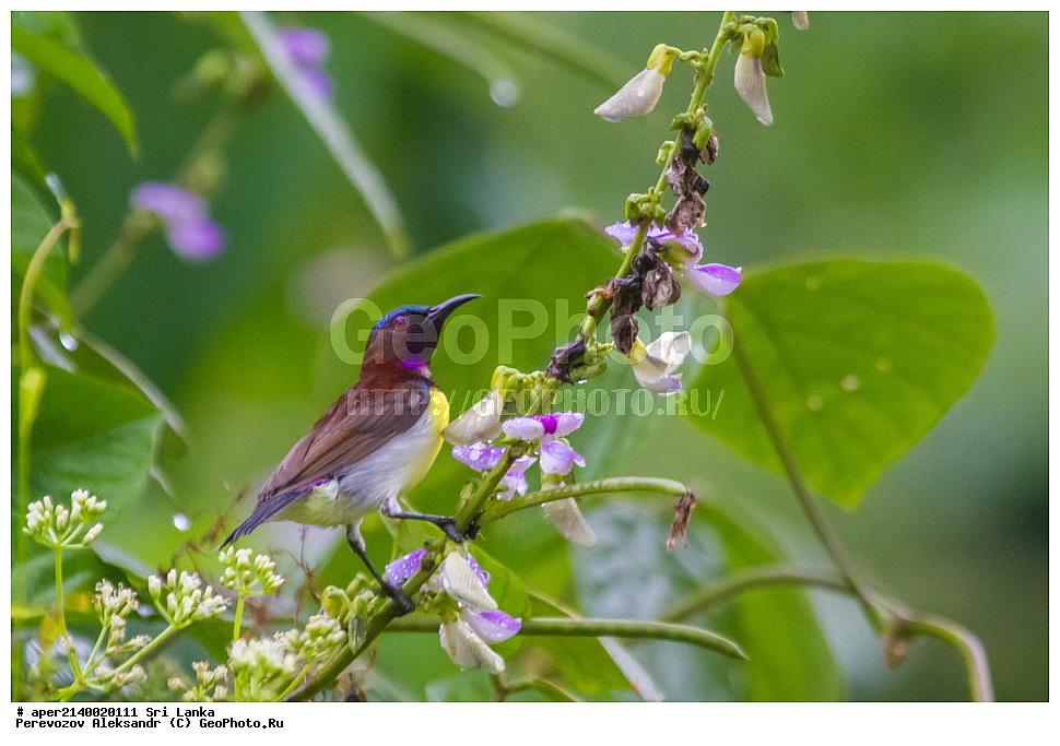 ��������, ��������, �����, �����, ��������, �����������, �������������, Nectariniidae, ���-�����, ��������������� ���������������� ���������� ���-�����, ������, XYZ, �������� ����������, Nectarinia zeylonica