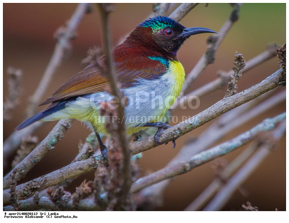 ��������, ��������, �����, �����, ��������, �����������, �������������, Nectariniidae, ���-�����, ��������������� ���������������� ���������� ���-�����, ������, XYZ, �������� ����������, Nectarinia zeylonica