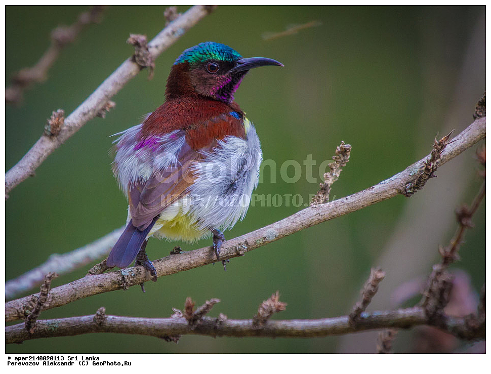 ��������, ��������, �����, �����, ��������, �����������, �������������, Nectariniidae, ���-�����, ��������������� ���������������� ���������� ���-�����, ������, XYZ, �������� ����������, Nectarinia zeylonica