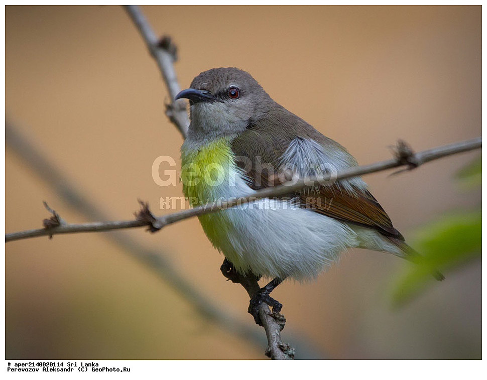 ��������, ��������, �����, �����, ��������, �����������, �������������, Nectariniidae, ���-�����, ��������������� ���������������� ���������� ���-�����, ������, XYZ, �������� ����������, Nectarinia zeylonica