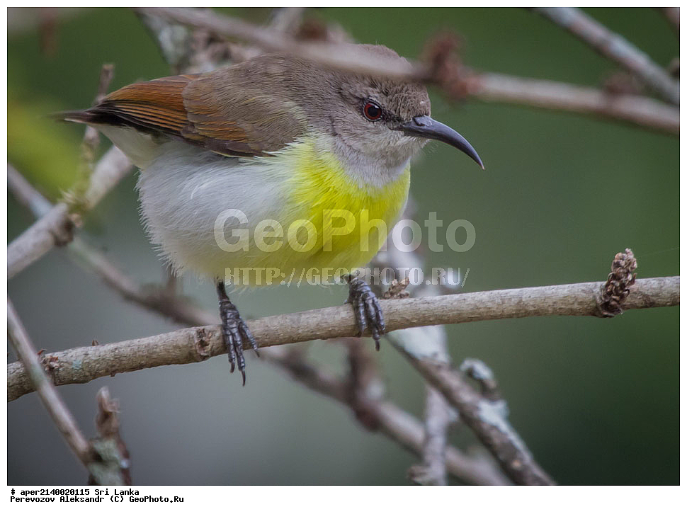 ��������, ��������, �����, �����, ��������, �����������, �������������, Nectariniidae, ���-�����, ��������������� ���������������� ���������� ���-�����, ������, XYZ, �������� ����������, Nectarinia zeylonica