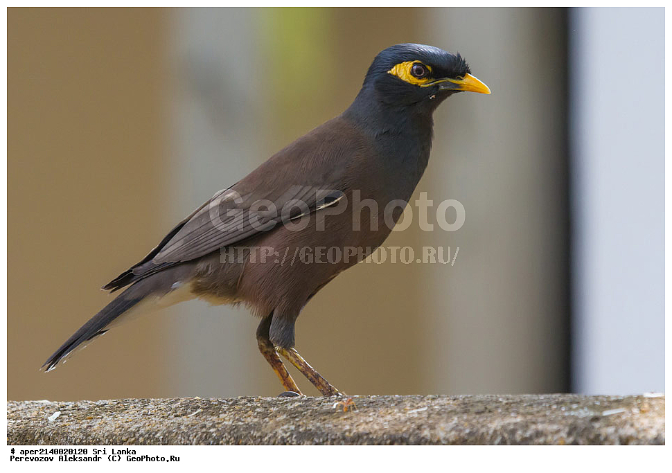 ��������, ��������, �����, �����, ��������, �����������, ����������, Sturnidae, ���-�����, ��������������� ���������������� ���������� ���-�����, ������, XYZ, ������������ �����, ���������� �������, Acridotheres tristis