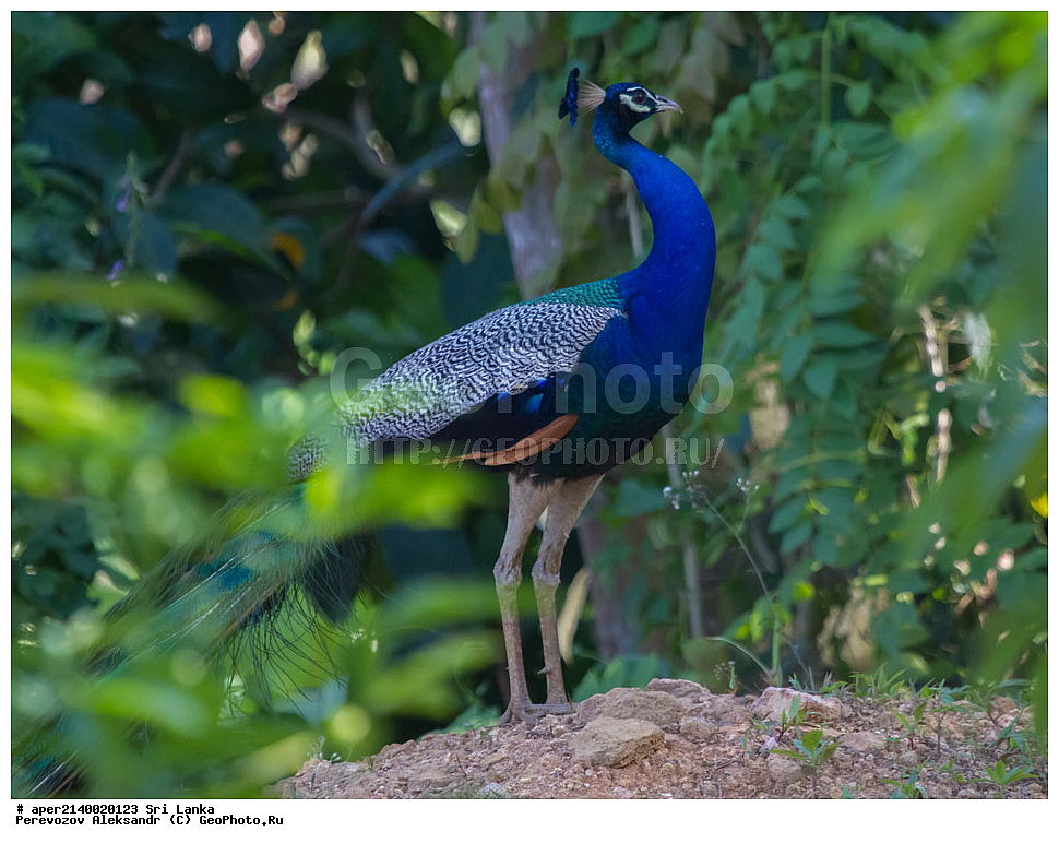  ��������, ��������, �����, �����, ��������, �����������, ���������, Phasianidae, ������, ������������ ������, ��������� ������, Pavo cristatus, XYZ