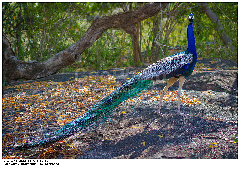  ��������, ��������, �����, �����, ��������, �����������, ���������, Phasianidae, ������, ������������ ������, ��������� ������, Pavo cristatus, XYZ