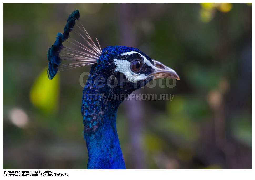  ��������, ��������, �����, �����, ��������, �����������, ���������, Phasianidae, ������, ������������ ������, ��������� ������, Pavo cristatus, XYZ